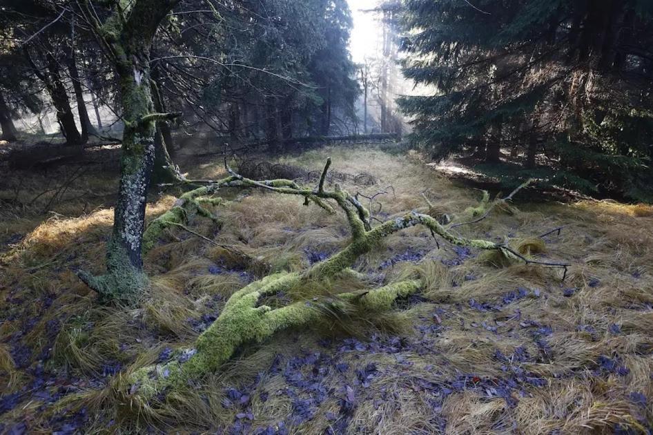 Wellness Pension Iveta Žacléř Exteriér fotografie